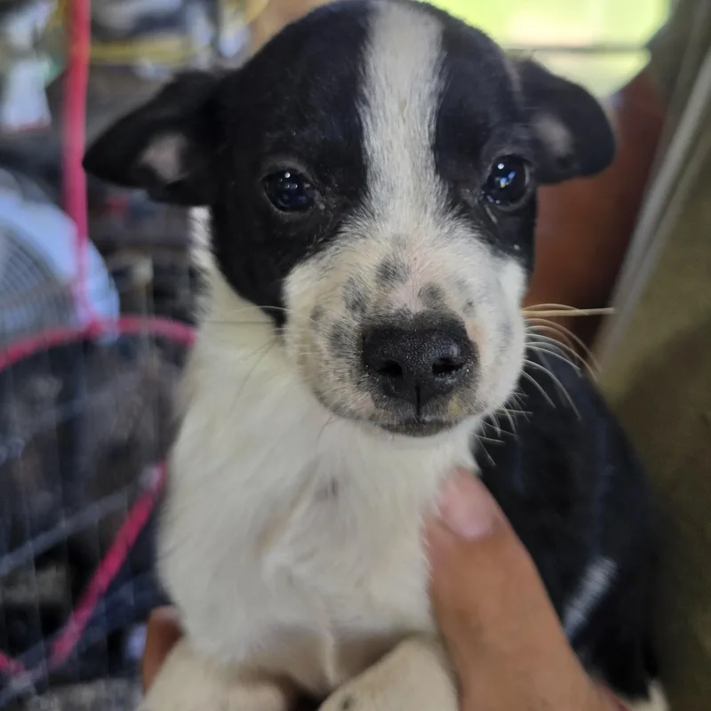 A baby small-sized male Pug dog named Vinnie for adoption in Zaleski, OH