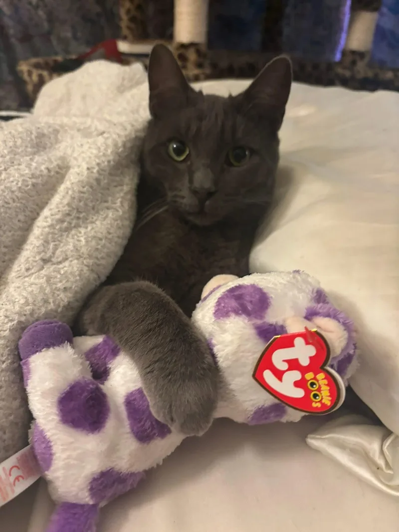 A young medium-sized male Gray / Blue / Silver Domestic Short Hair cat named Washington for adoption in Los Angeles, CA