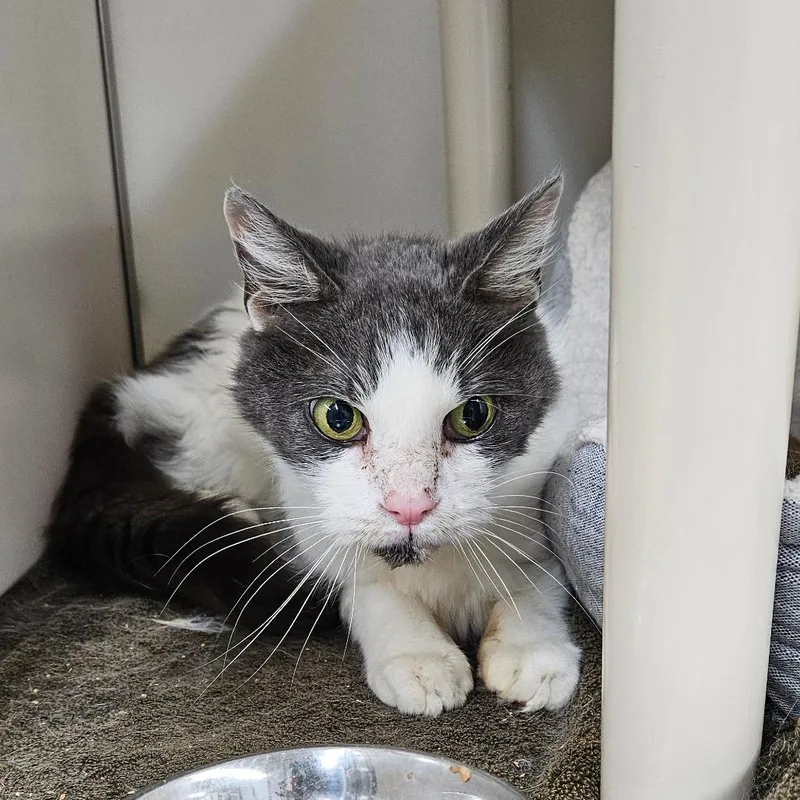 A senior medium-sized male Gray / Blue / Silver Domestic Short Hair cat named Albert for adoption in Ridgely, MD