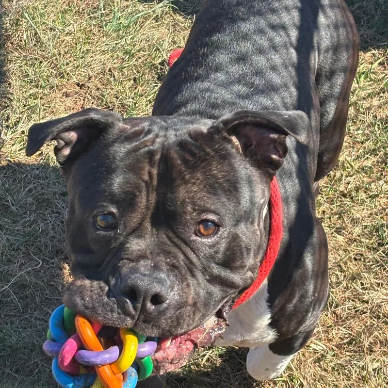 An adult large-sized male Black Pit Bull Terrier dog named Bebe for adoption in York, PA