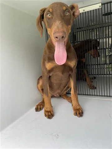 An adult medium-sized male Doberman Pinscher dog named A for adoption in Houston, TX
