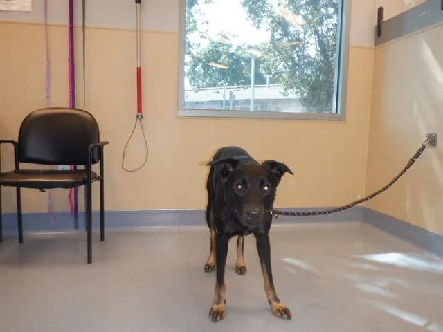 An adult large-sized male Labrador Retriever dog named Dexter for adoption in San Jose, CA