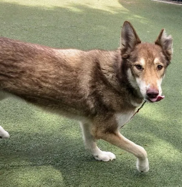 An adult large-sized male Siberian Husky dog named Leonardo for adoption in Oceanside, CA