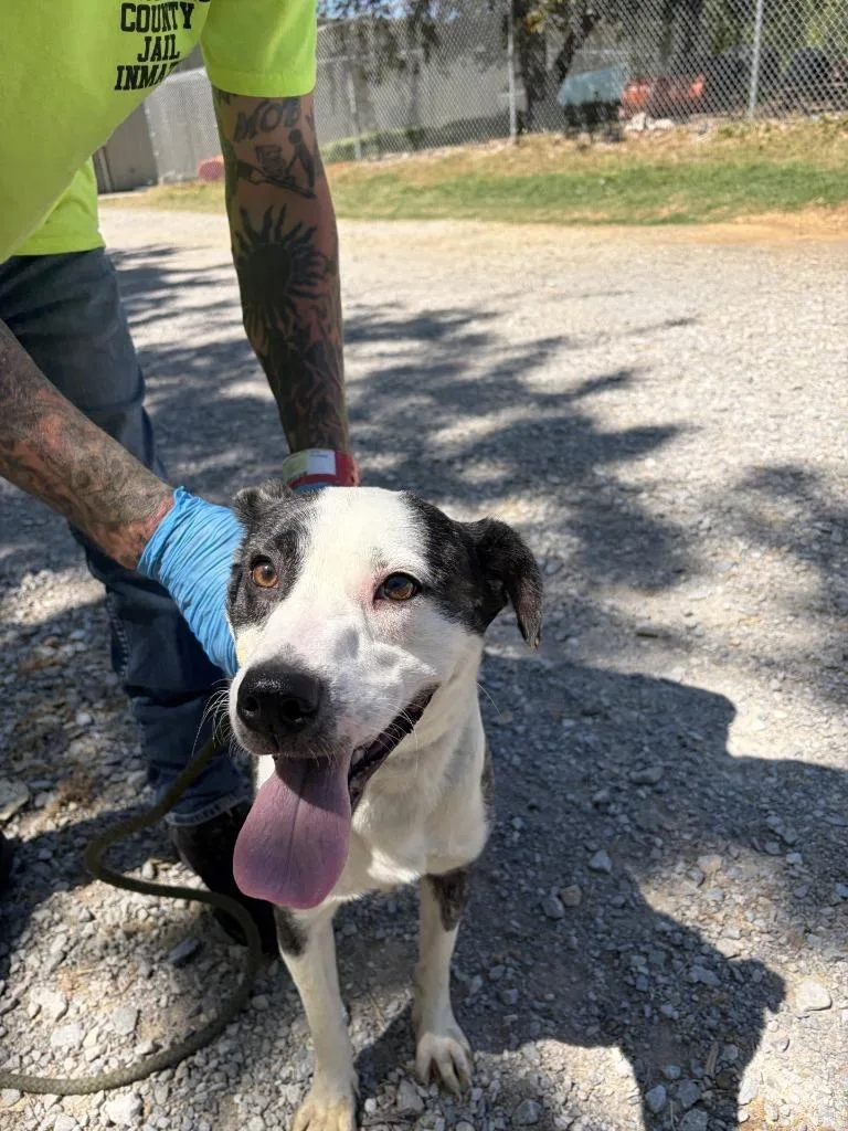 A young medium-sized male Mixed Breed dog named Buddy for adoption in Lawrenceburg, TN