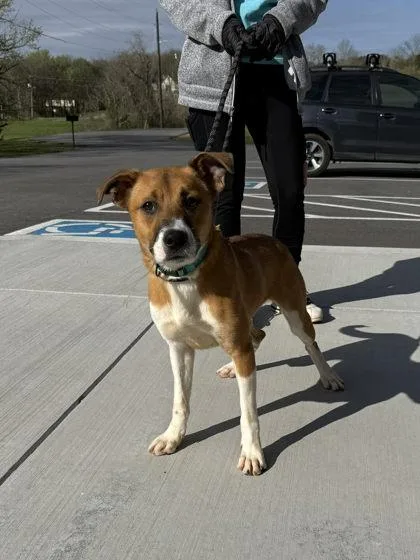 A young medium-sized female Mixed Breed dog named Iridessa for adoption in Sevierville, TN