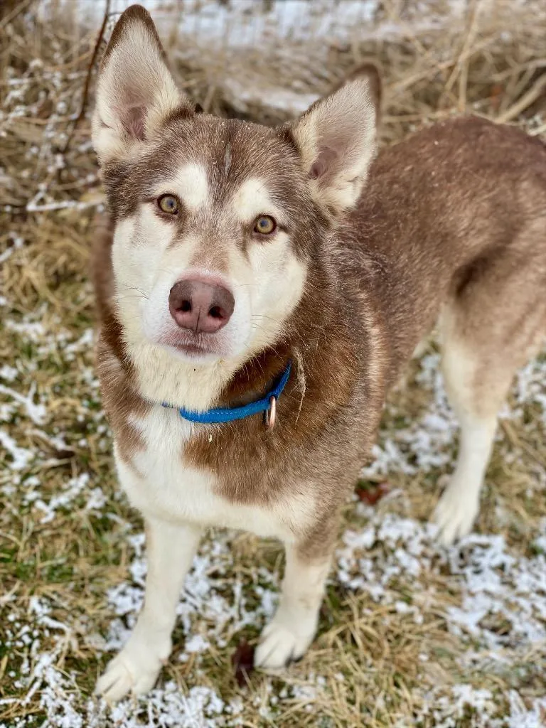 An adult large-sized male Husky dog named Brownie for adoption in Decorah, IA