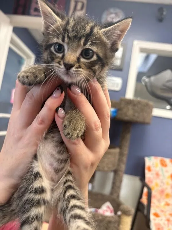 A baby medium-sized female Gray / Blue / Silver Domestic Short Hair cat named Shelby for adoption in Belton, MO