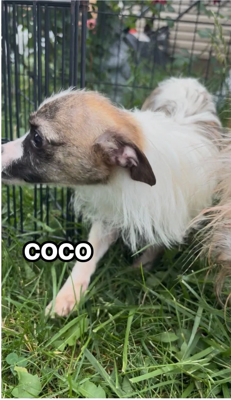 Coco