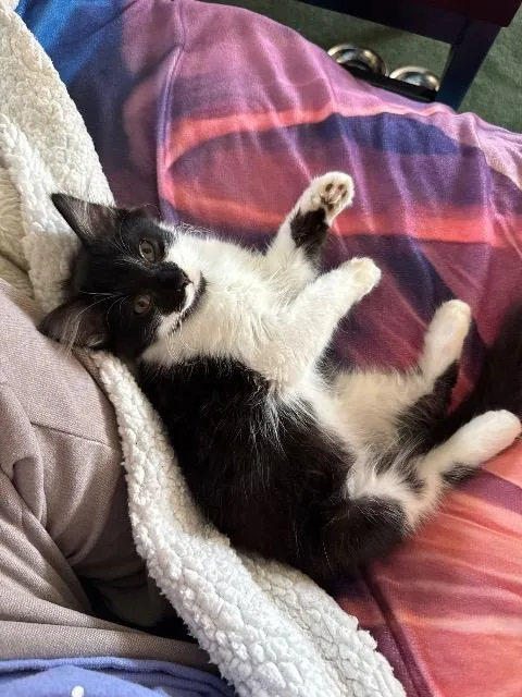 A baby medium-sized male Domestic Long Hair cat named Tyler Durden for adoption in Pawtucket, RI