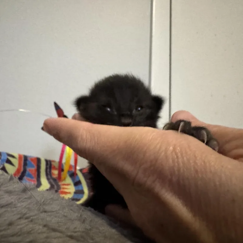 A baby small-sized female Black American Shorthair cat named Lacey for adoption in Freeport, FL