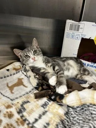 A baby small-sized female Domestic Short Hair cat named Rosie Posie for adoption in Roseville, CA