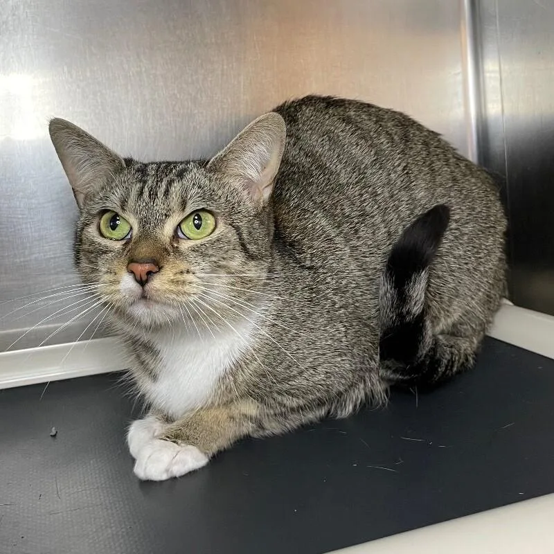 An adult medium-sized female Domestic Short Hair cat named Winnie for adoption in Roanoke, VA