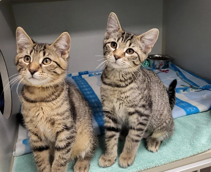 A baby medium-sized female Tabby (Buff / Tan / Fawn) Domestic Short Hair cat named Boggle for adoption in Grayslake, IL
