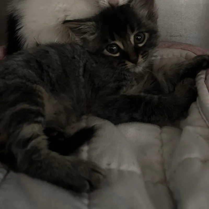 A baby small-sized male Gray / Blue / Silver Domestic Short Hair cat named Ayteyu for adoption in Veneta, OR