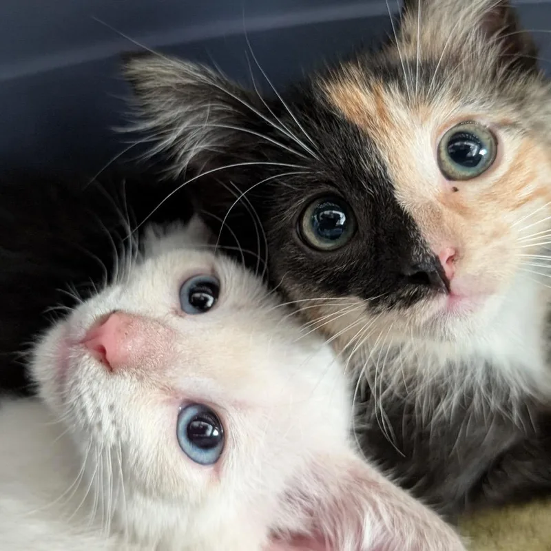 A baby small-sized female Tortoiseshell Domestic Short Hair cat named Francine for adoption in Asheville, NC