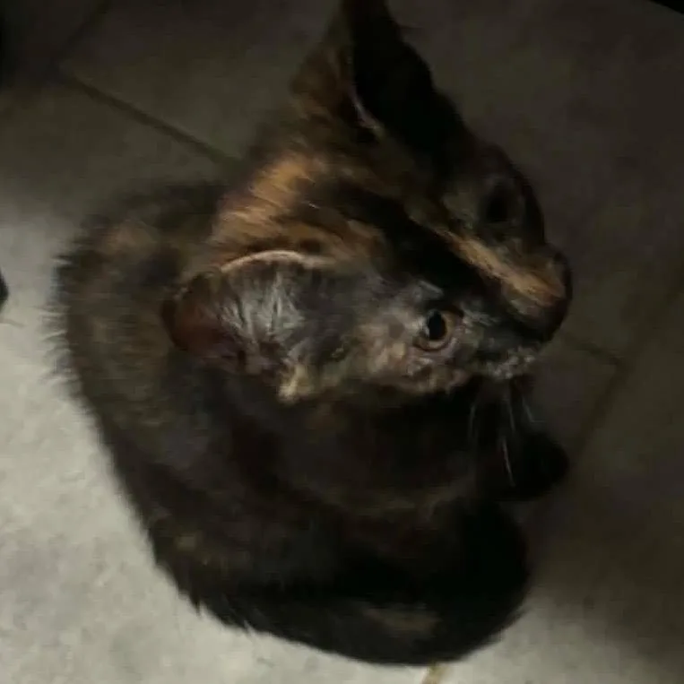 A baby small-sized female Tortoiseshell Domestic Short Hair cat named Celine for adoption in Simi Valley, CA