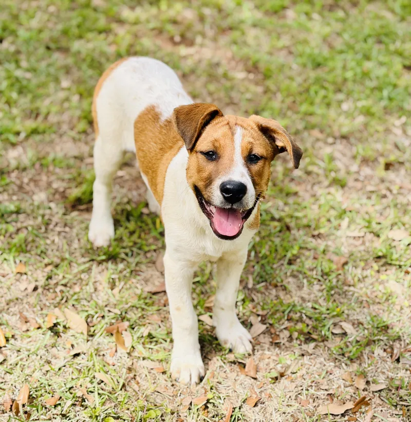 A baby large-sized female White / Cream American Foxhound dog named Meri for adoption in Lucedale, MS