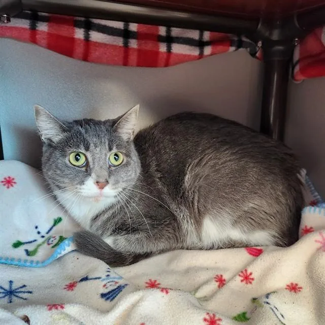 A young large-sized male Domestic Short Hair cat named Gerald for adoption in Kalamazoo, MI