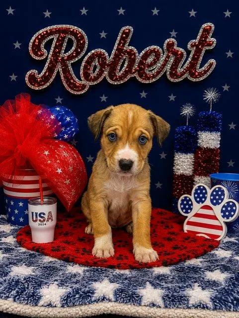 Robert thumbnail 2