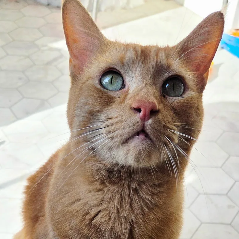 A young medium-sized male Tabby (Orange / Red) Domestic Short Hair cat named Augustus for adoption in Renton , WA
