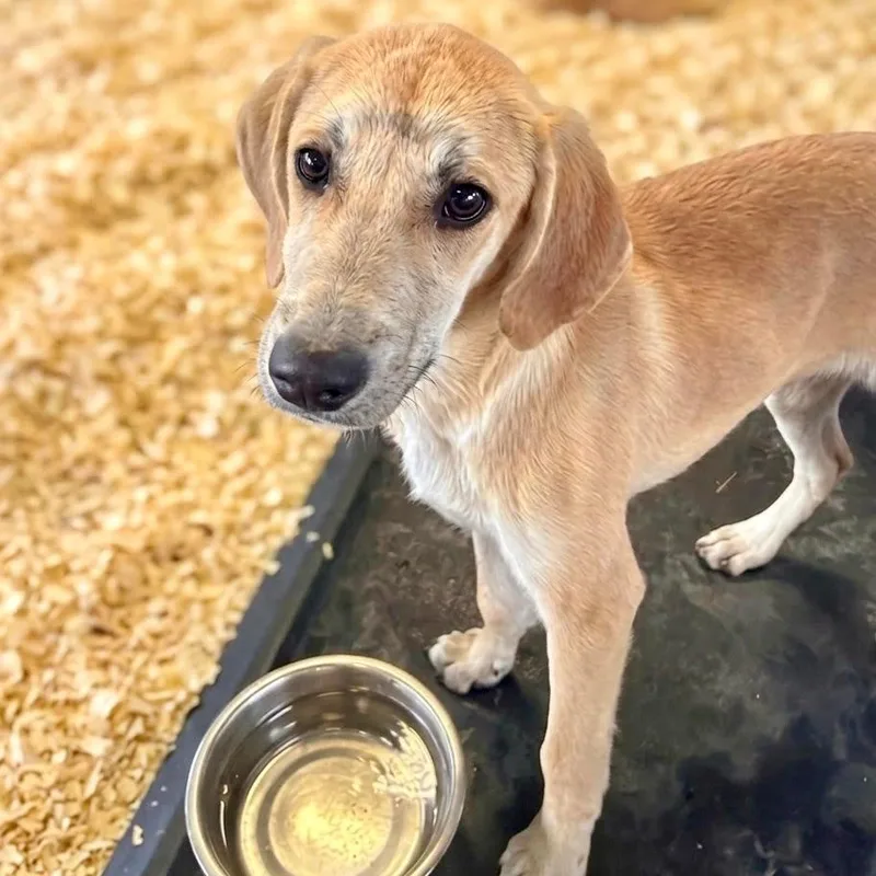 A baby medium-sized male Hound dog named Dodger for adoption in Bloomfield, CT