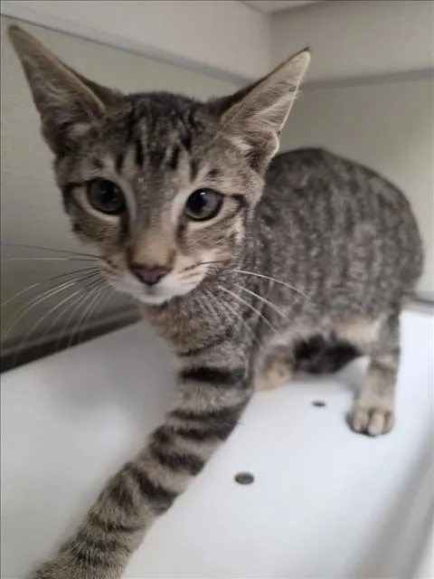 A baby small-sized male Domestic Short Hair cat named Mitch for adoption in Tracy, CA