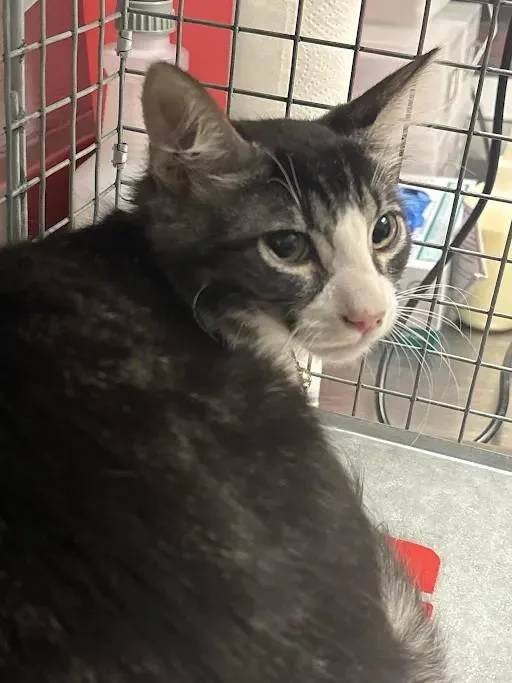 A baby medium-sized male Domestic Short Hair cat named Potter for adoption in Las Vegas, NV
