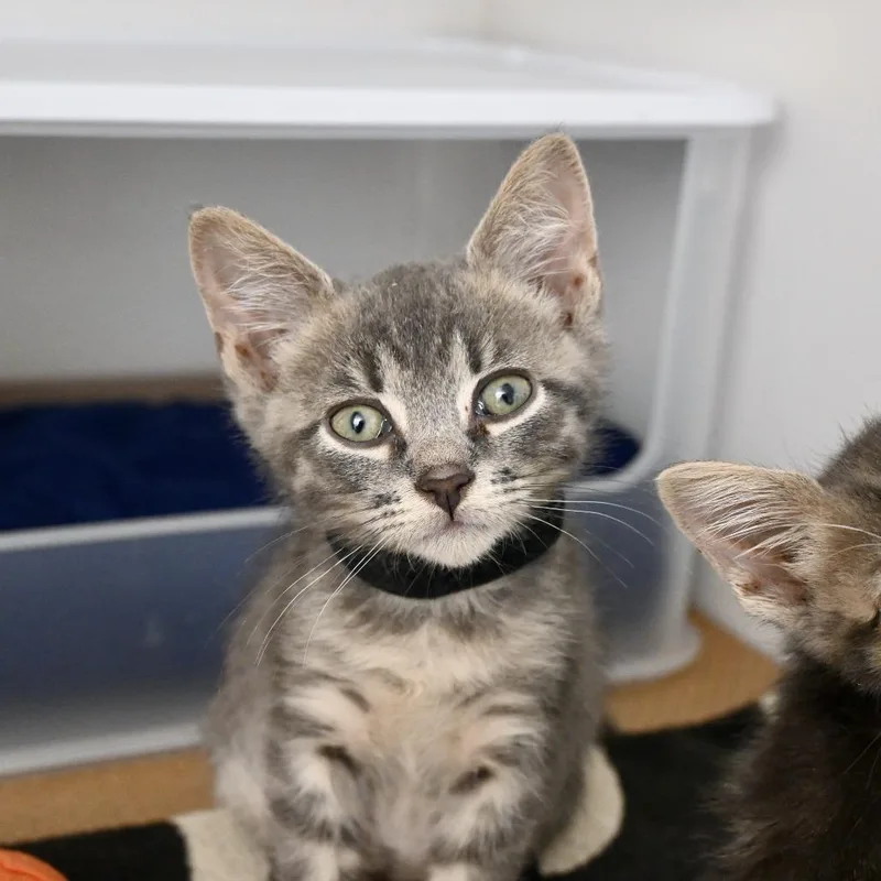 A baby small-sized male Brown / Chocolate Domestic Short Hair cat named Rico for adoption in New York, NY