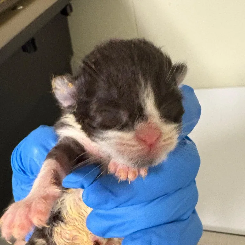 A baby small-sized female Black Domestic Short Hair cat named Karan for adoption in Mount Juliet, TN