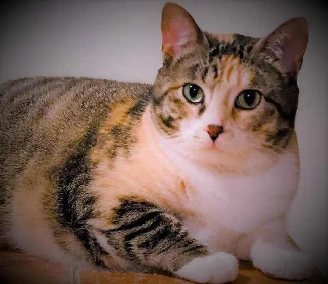 An adult medium-sized female Domestic Short Hair cat named Yvette for adoption in Ballwin, MO
