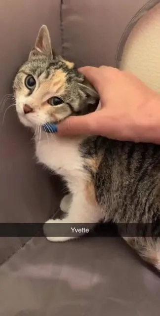 Yvette thumbnail 2