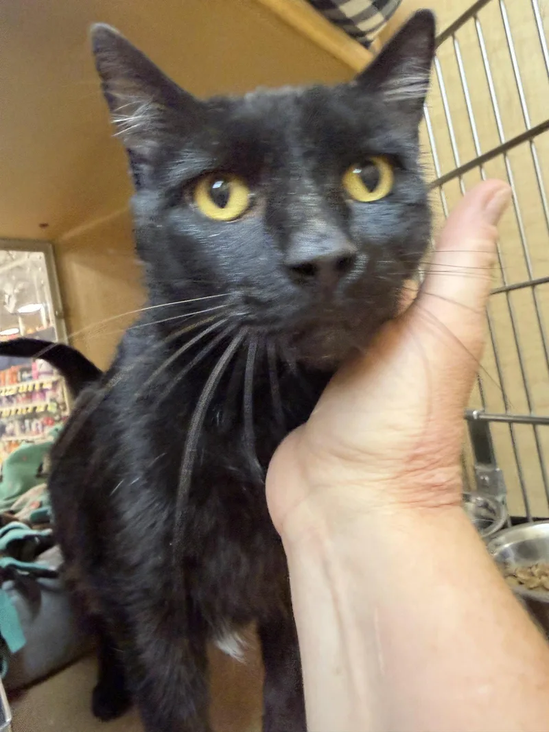 An adult medium-sized male Black Domestic Short Hair cat named Jiffy for adoption in Wheaton, IL