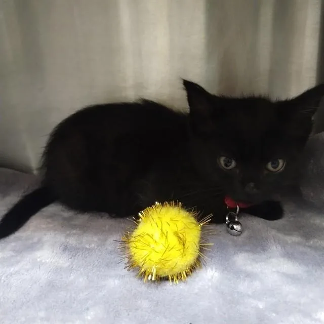 A baby small-sized male Domestic Short Hair cat named Wasabi for adoption in Alameda, CA