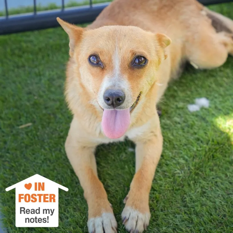 An adult small-sized female Yellow / Tan / Blond / Fawn Chihuahua dog named Gracie for adoption in Kanab, UT
