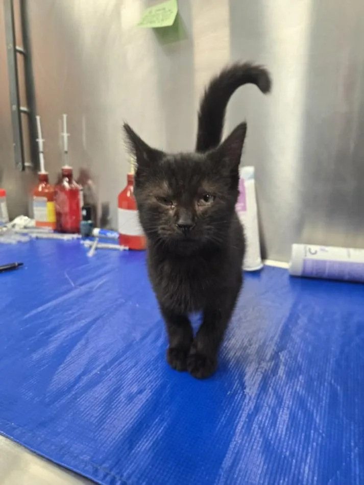 A baby small-sized male Domestic Short Hair cat named Fleetwood Mac for adoption in Hagerstown, MD