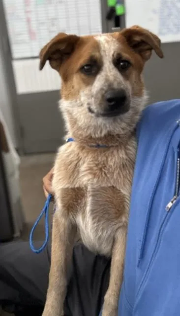A young large-sized male Mixed Breed dog named Archie for adoption in Dallas, TX