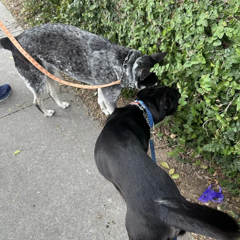 Guenther thumbnail 2