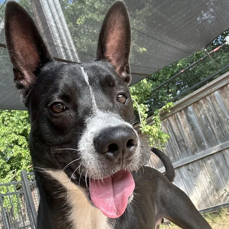 Guenther thumbnail 4