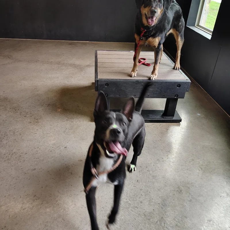 Guenther thumbnail 5