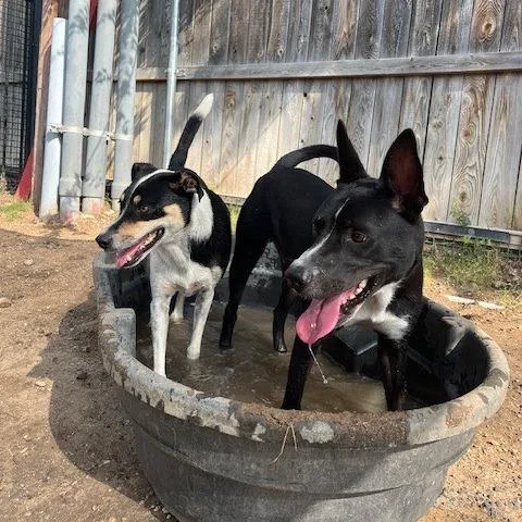 Guenther thumbnail 6