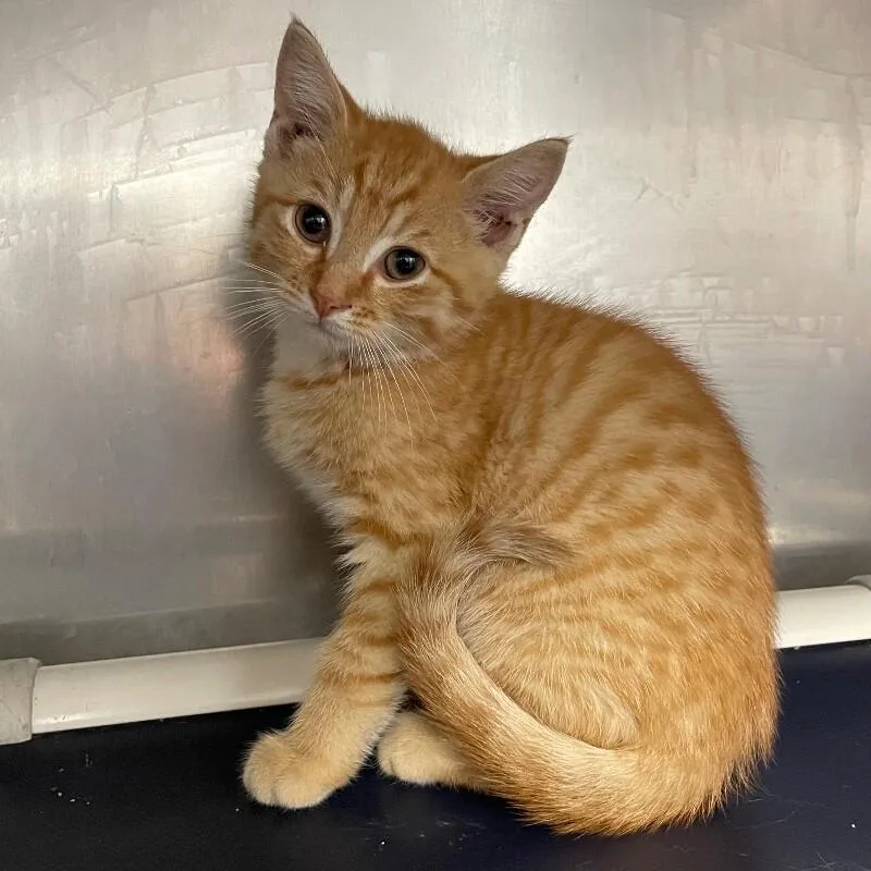 A baby medium-sized male Domestic Short Hair cat named Forest for adoption in Roanoke, VA