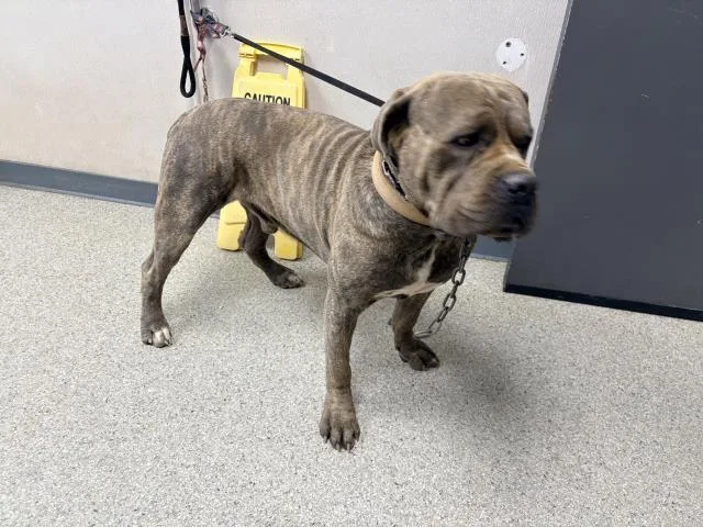 An adult extra large-sized male Cane Corso dog named Hercules for adoption in Visalia, CA