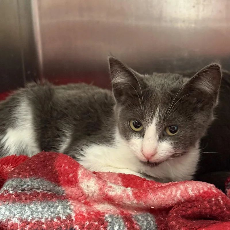 A baby small-sized female Domestic Short Hair cat named Julep for adoption in Oakland, CA