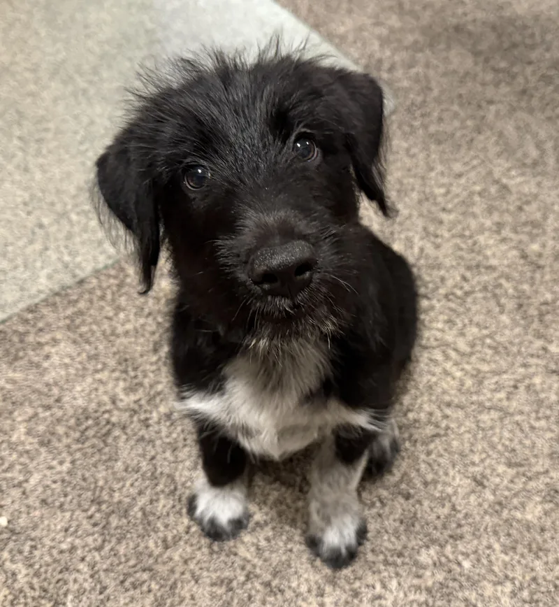 A baby large-sized male Black Wirehaired Pointing Griffon dog named Max for adoption in Bettendorf, IA