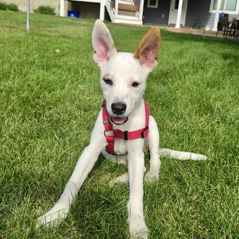 A baby medium-sized female White / Cream Terrier dog named Minnie for adoption in Prior Lake, MN