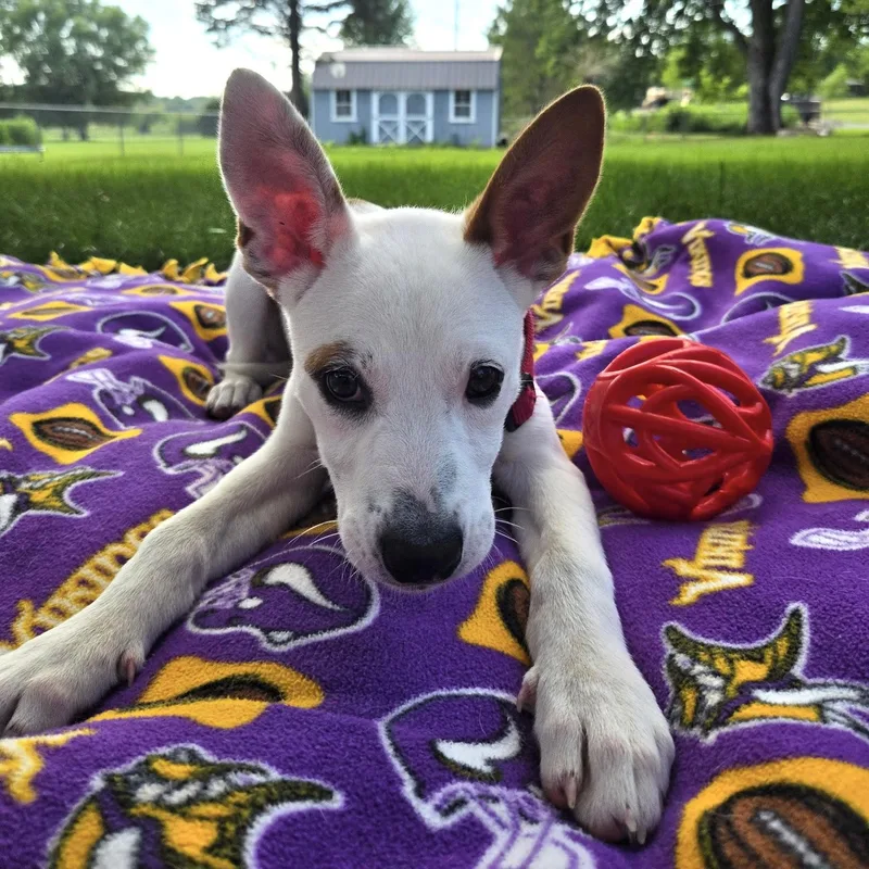 Minnie thumbnail 6