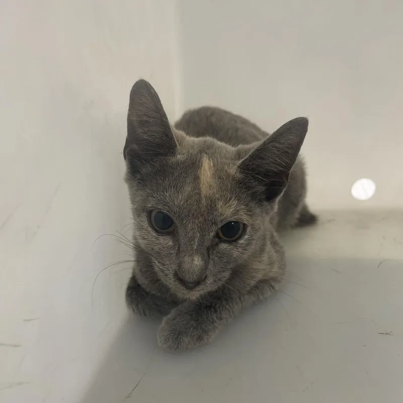 A baby small-sized female Tortoiseshell Domestic Short Hair cat named Truffle for adoption in Columbus, GA