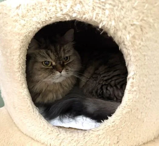 An adult small-sized female Tabby (Gray / Blue / Silver) Persian cat named Silk for adoption in Churchville, PA