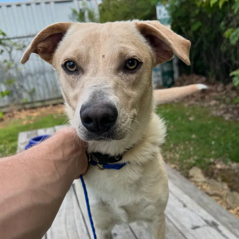 A young medium-sized female White / Cream Labrador Retriever dog named Sunflower  U for adoption in Tupelo, MS