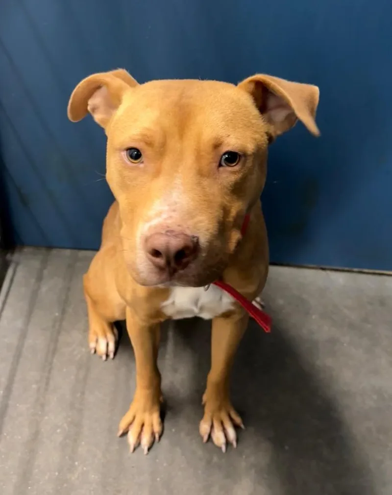 A young large-sized male Mixed Breed dog named Billy for adoption in Henderson, NC